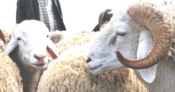 cheptel mouton aid 9 septembre 2016 food boisson mouton aid 9 septembre 2016 food boisson