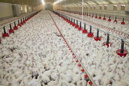 Poulet au Maroc : les prix se stabilisent mais le de nouvelles hausses sont redoutées poulet élevage intensif - Poulet au Maroc : les prix se stabilisent mais le de nouvelles hausses sont redoutées