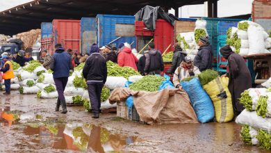 Casablanca : légumes en ordre dispersé, viande bovine toujours en hausse au marché de gros marche de gros des fruits et legumes01275 1676463249 390x220 - Casablanca : légumes en ordre dispersé, viande bovine toujours en hausse au marché de gros
