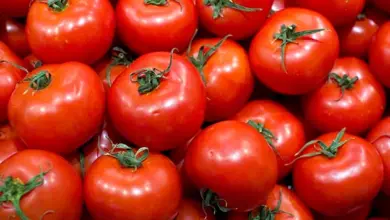 Tomates : pas d’interdiction d’export mais des ajustements temporaires pour faire baisser les prix tomates 390x220 - Tomates : pas d’interdiction d’export mais des ajustements temporaires pour faire baisser les prix