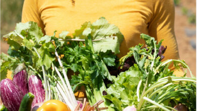 Produits biologiques : la consommation repart à la hausse en France legumes bio 390x220 - Produits biologiques : la consommation repart à la hausse en France