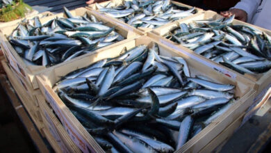 Sardine : pourquoi les prix restent élevés malgré une accalmie attendue SARDINES maroc 390x220 - Sardine : pourquoi les prix restent élevés malgré une accalmie attendue